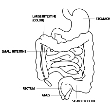 Top anatomy coloring pages for your toddler