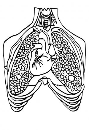 Free printable anatomy coloring pages for adults and kids