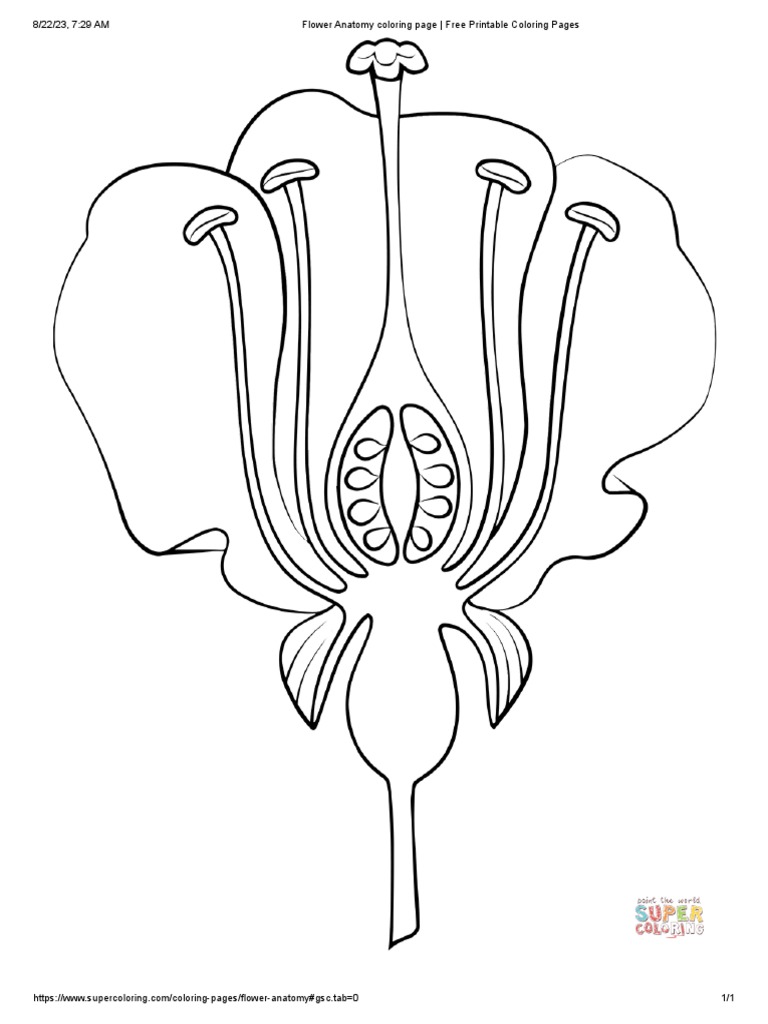 Flower anatomy coloring page