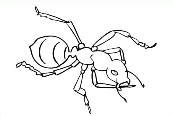 Ant s crafts colouring pages