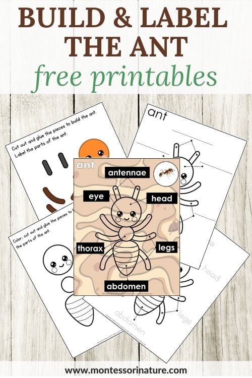 Preschool ant craft and anatomy free printables