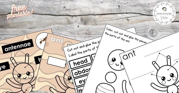 Preschool ant craft and anatomy free printables