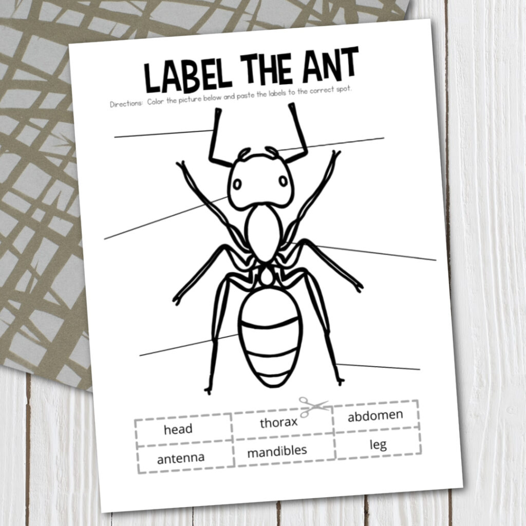 Printable ant body parts worksheet for preschoolers