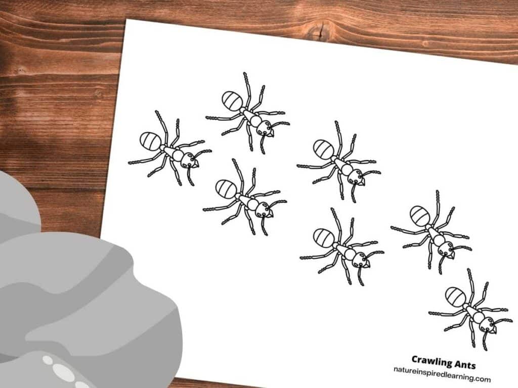 Realistic ant coloring pages