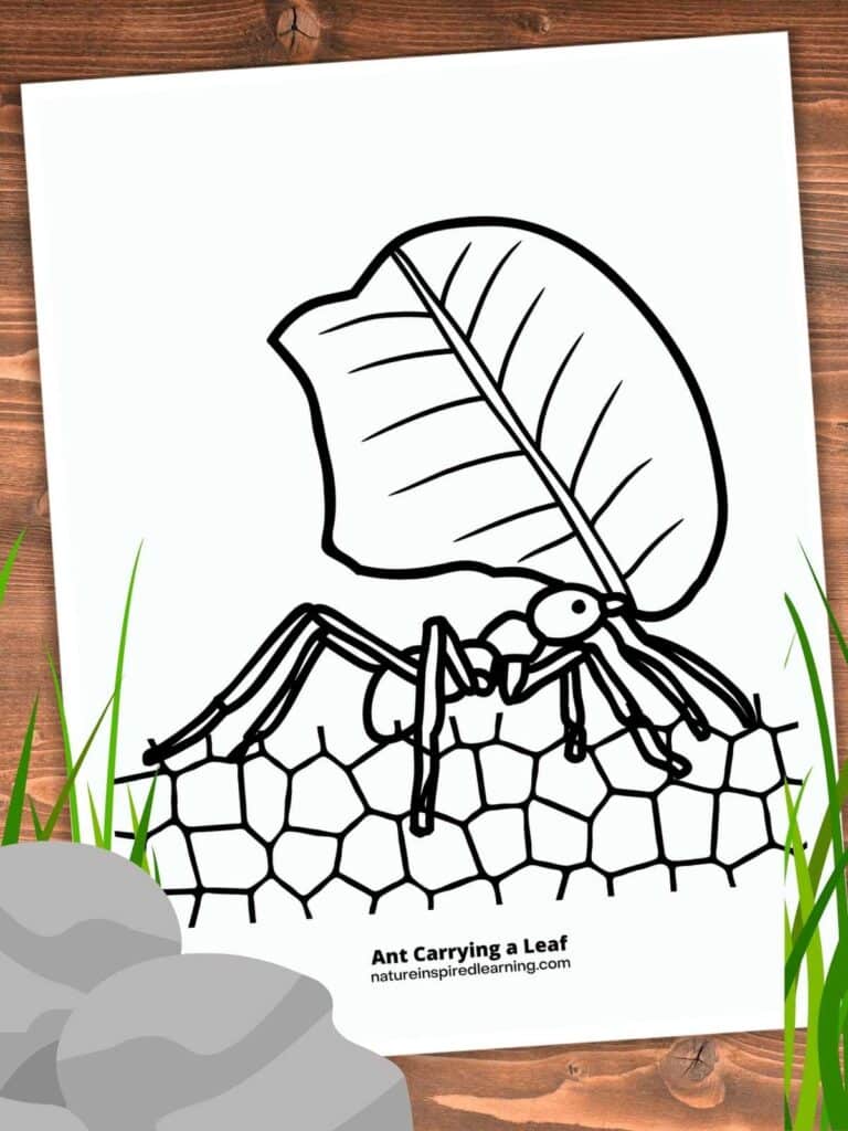 Realistic ant coloring pages