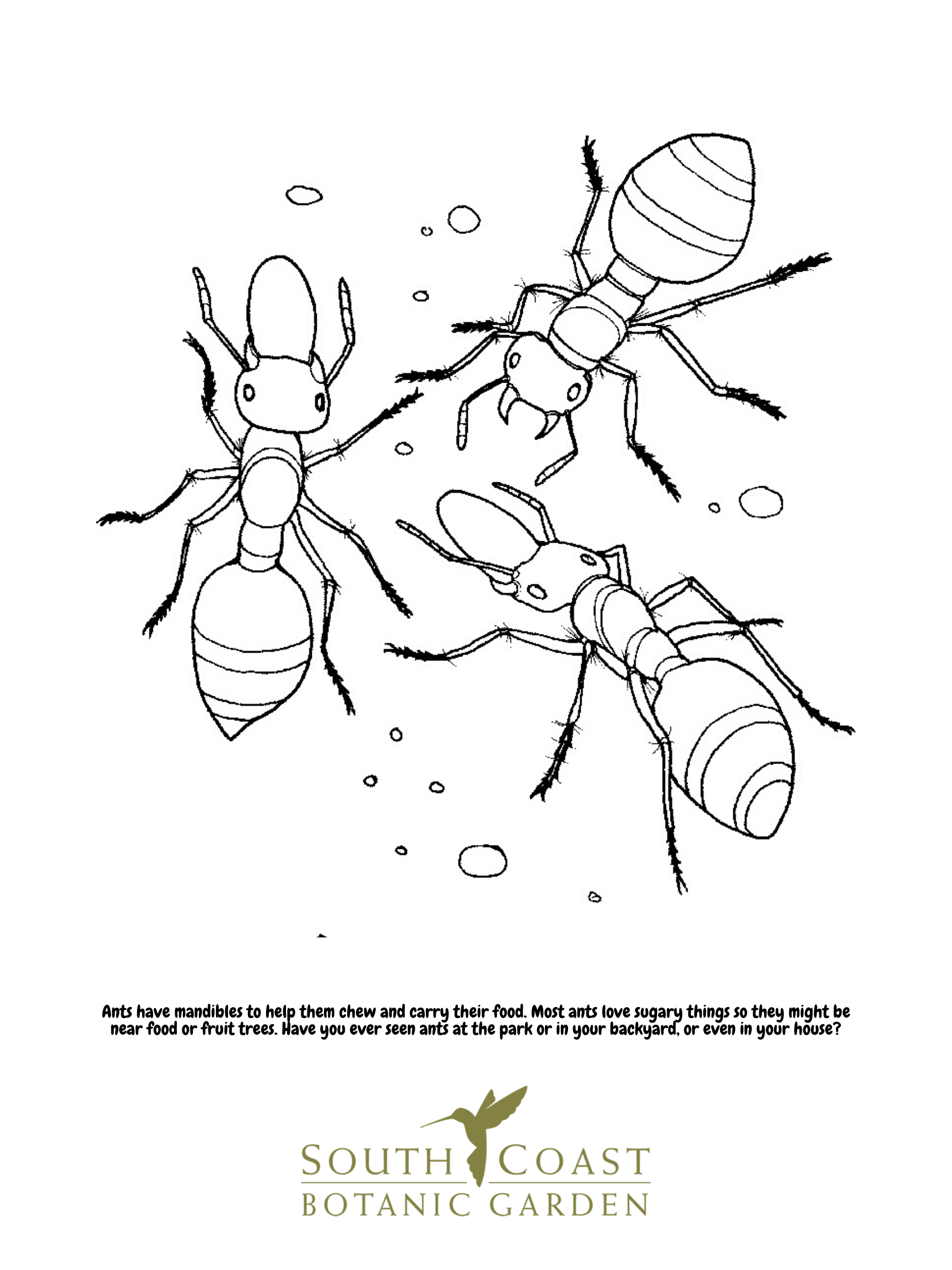 Seeds of fun bee and ant coloring pages