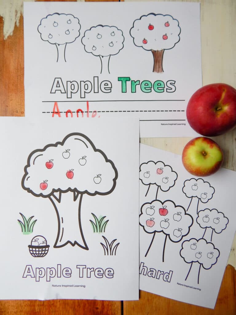 Apple tree coloring pages for kids