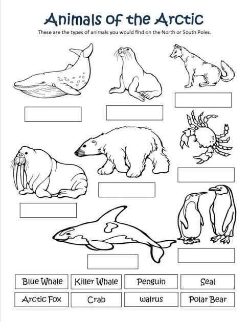 Pin by tracey ellis on preschool arctic animals printables arctic animals preschool artic animals