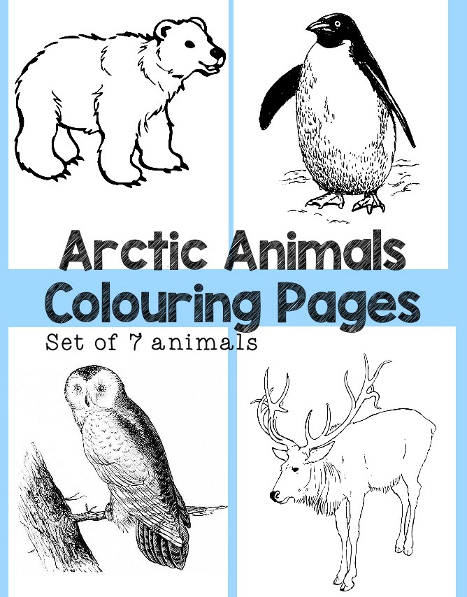 Arctic animals louring pages