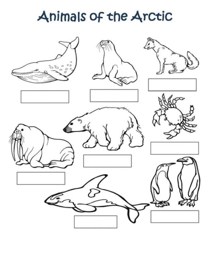 Arctic animals coloring pages by coloringpageswk on