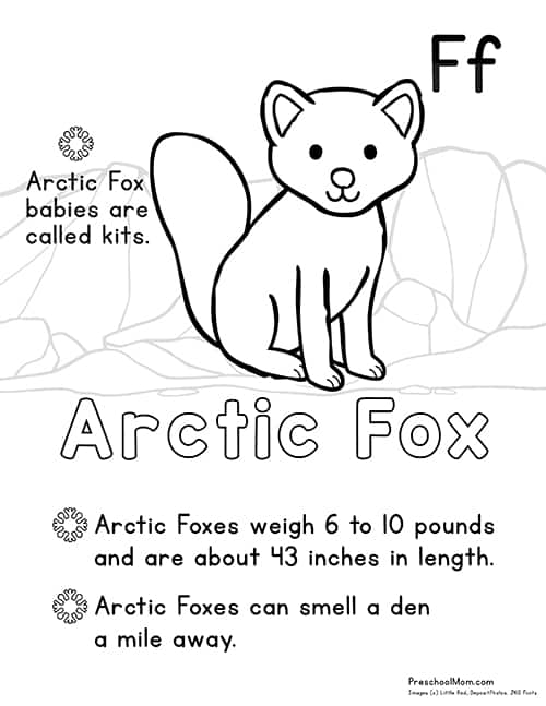 Arctic animal coloring pages