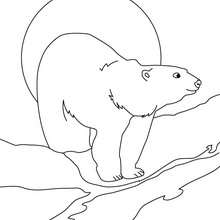 Arctic animals coloring pages