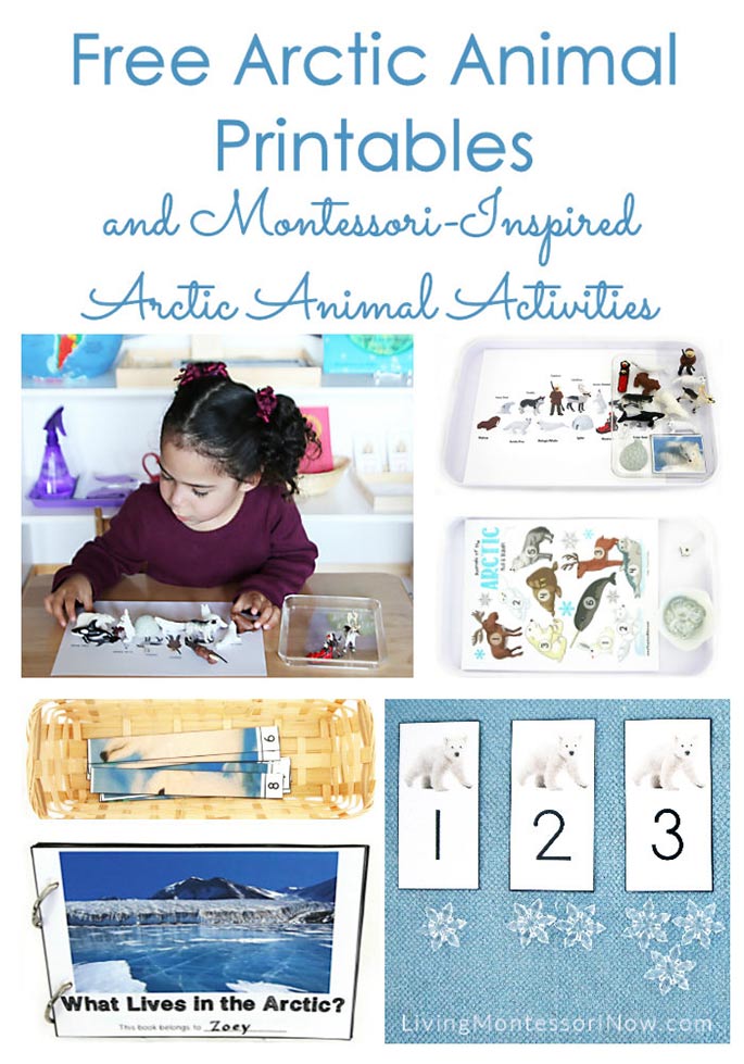 Free arctic animal printables and montessori