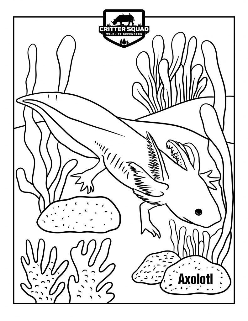 Axolotl coloring page