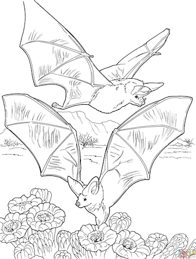 Cute bat coloring pages you can print for free