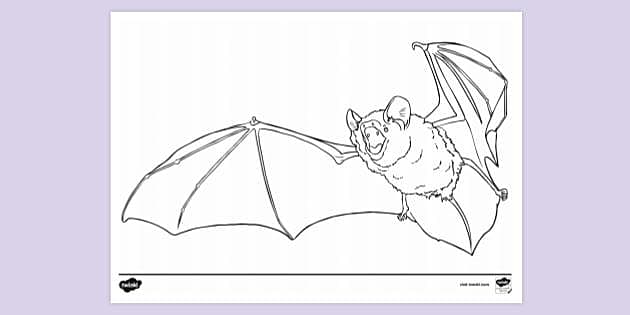 Bat colouring page to print colouring sheets