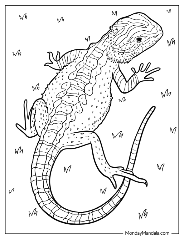 Bearded dragon coloring pages free pdf printables