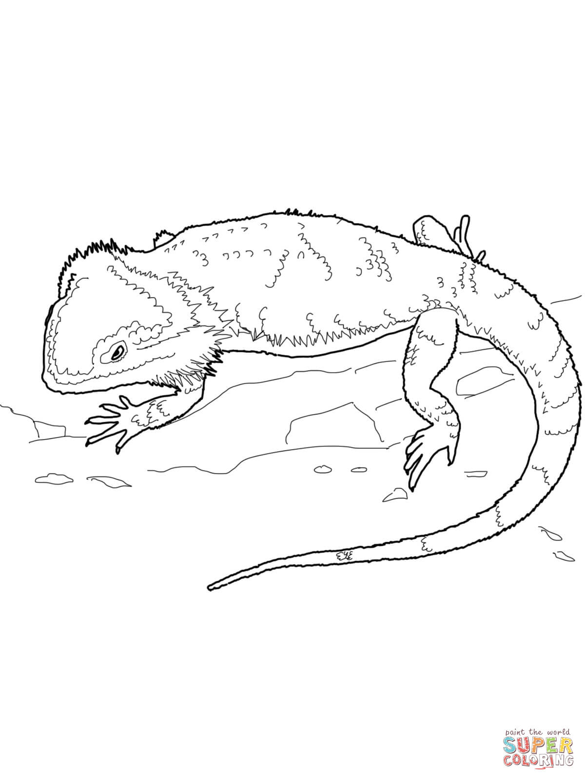 Bearded dragon coloring page free printable coloring pages