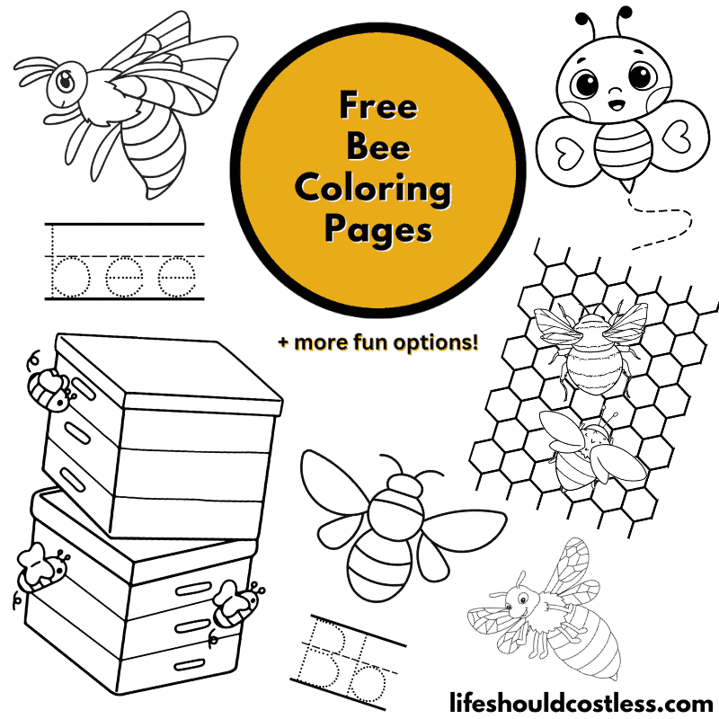 Bee coloring pages free printable pdf templates