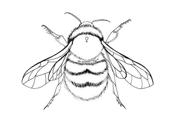 Bumble bee colouring page stay at home bee artwork childrens colouring katgiannini