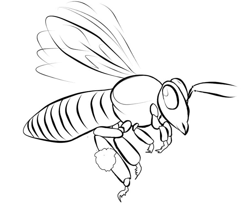 Free printable bee coloring pages for kids