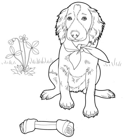 Irish setter coloring page free printable coloring pages dog coloring page dog coloring book horse coloring pages