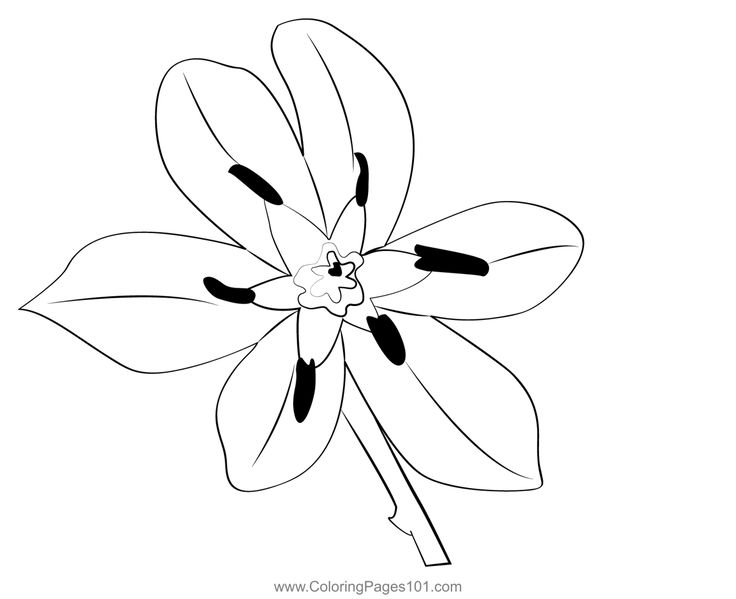 Star of bethlehem coloring page star of bethlehem coloring pages coloring pages for kids