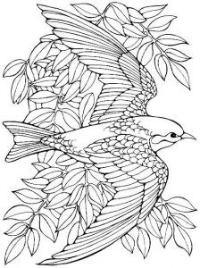 Free bird coloring pages pdf