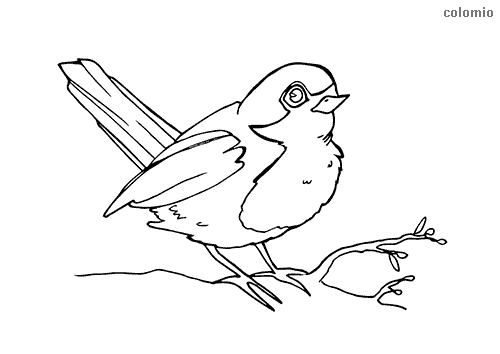 Birds coloring pages free printable bird coloring sheets