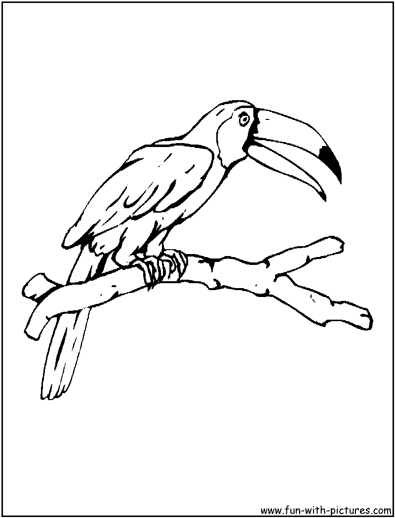 Birds coloring pages