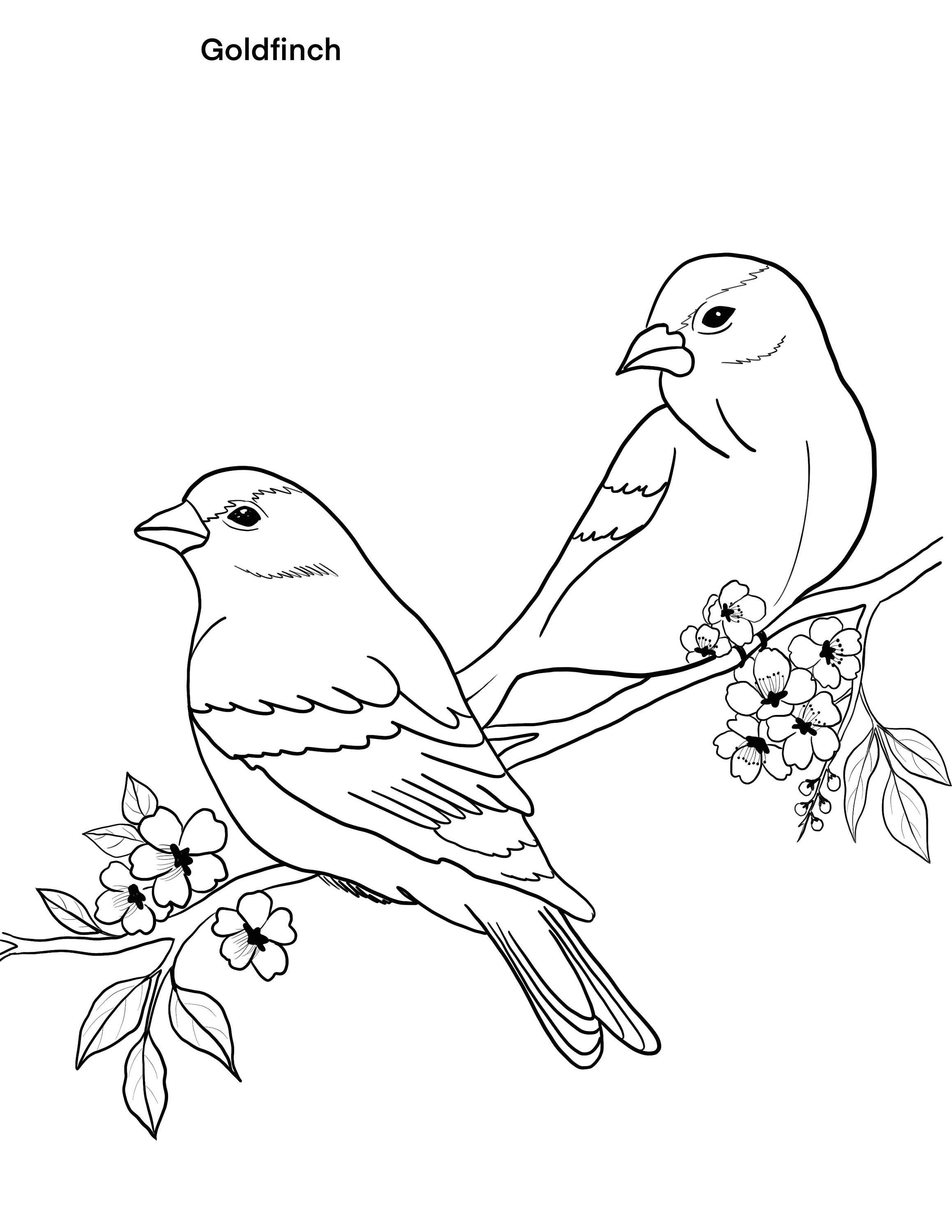 Birds printable coloring sheet coloring pages kids coloring pages kids summer activity birds pictures