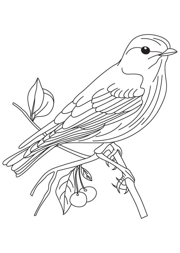 Bluebird coloring pages