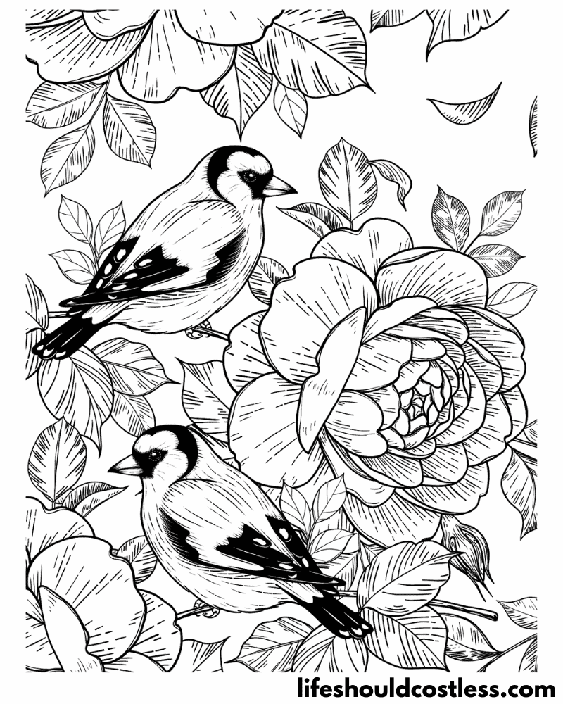 Bird coloring pages free printable pdf templates