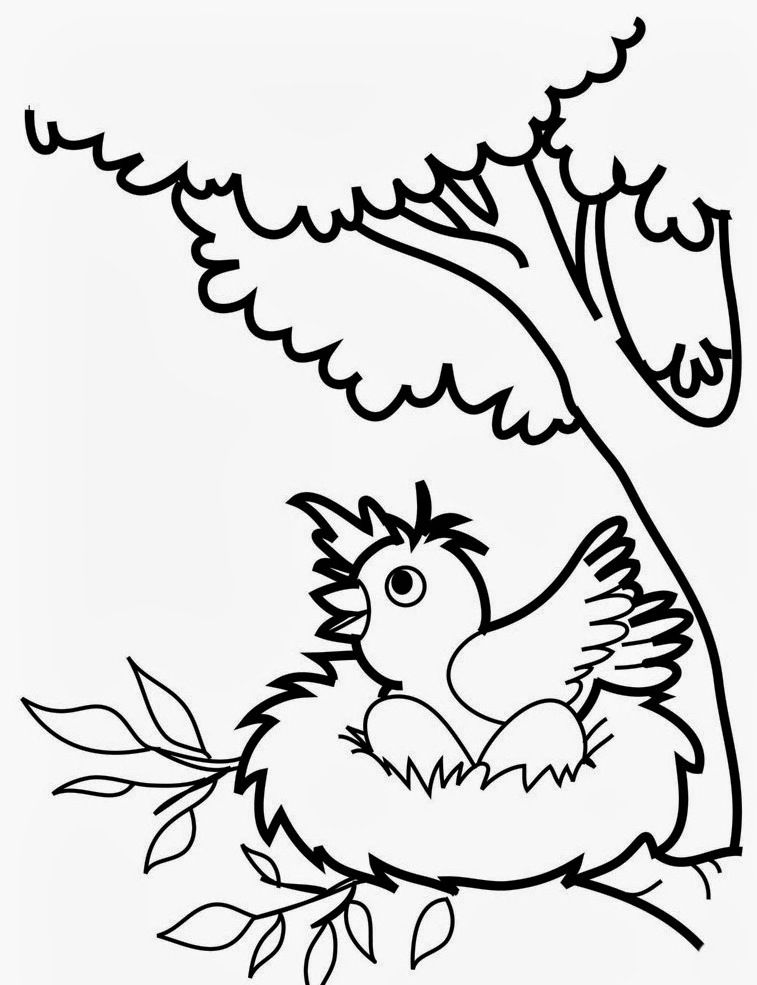 Bird coloring pages for preschoolers