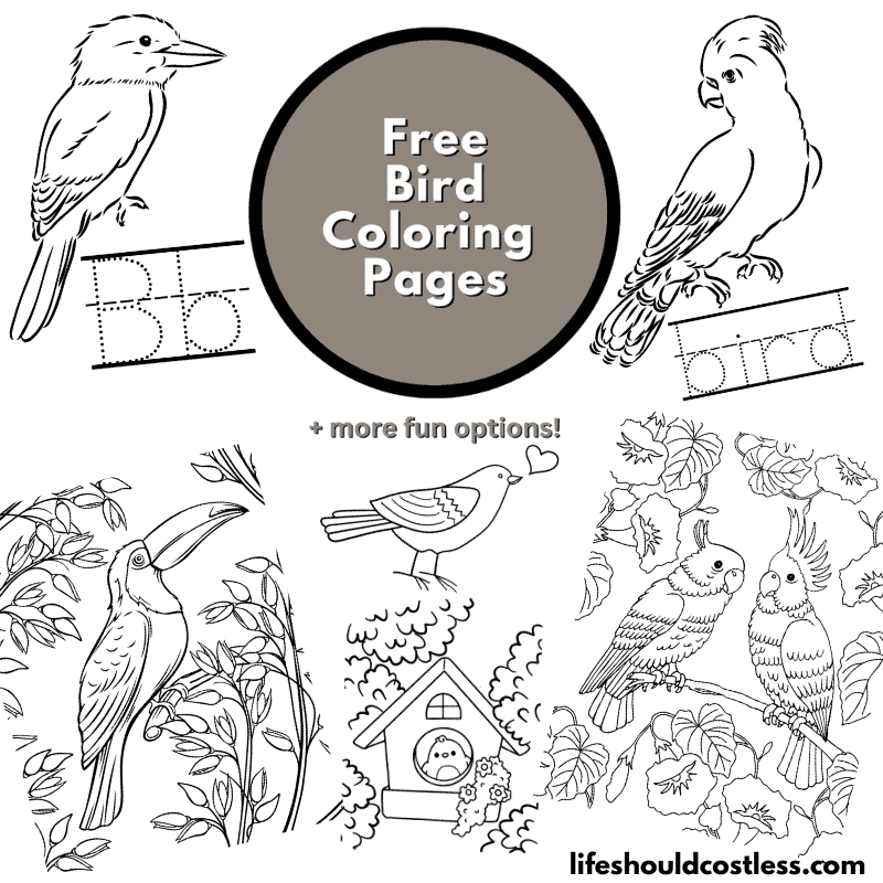 Bird coloring pages free printable pdf templates