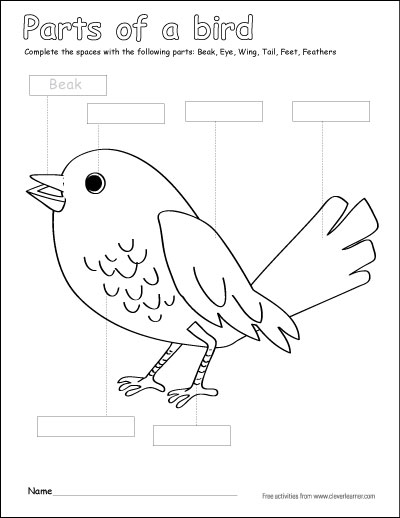 Label and color the parts of a bird