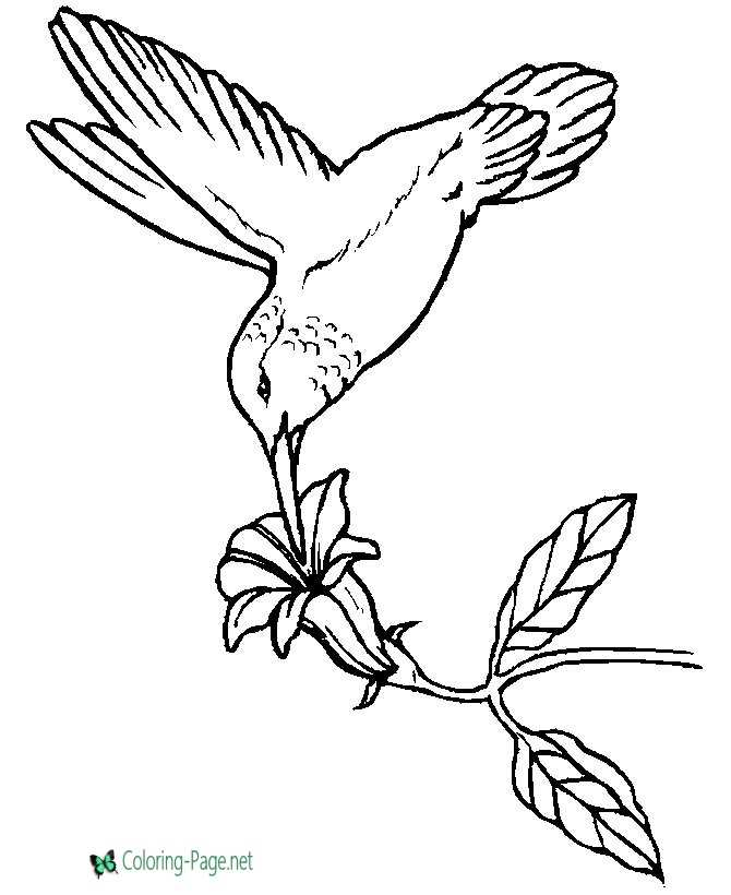 Bird coloring pages