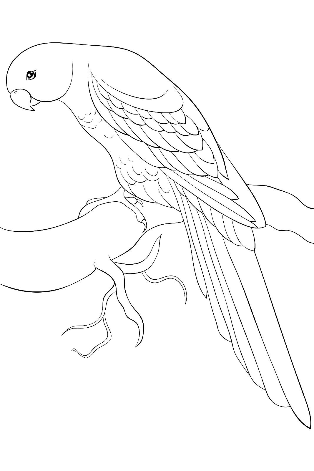 Bird coloring pages free fun printable coloring pages of our fine feathered friends printables mom