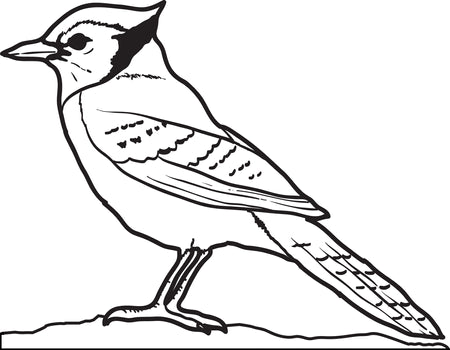 Free birds coloring pages for kids