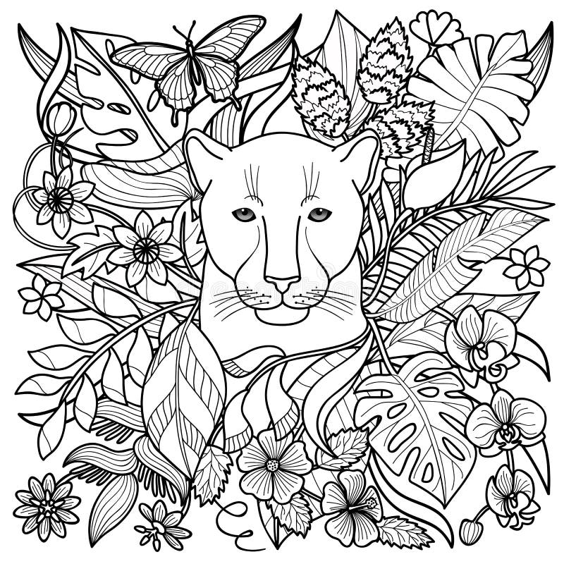 Cougar coloring stock illustrations â cougar coloring stock illustrations vectors clipart