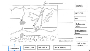 Skin diagram drag and drop by william burns tpt