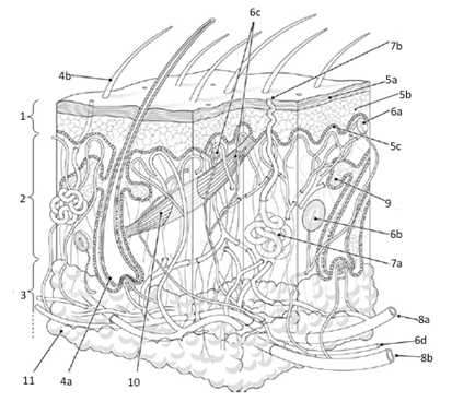 Lab skin and integument