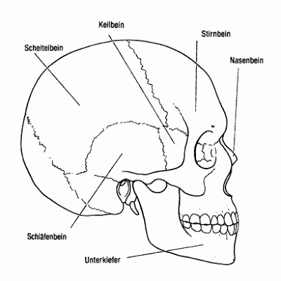 Coloring pages skull coloring pages anatomy