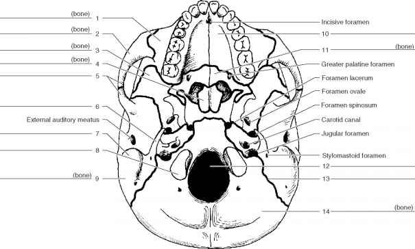 Skull label printables