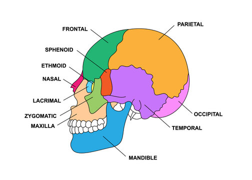 Skull diagram images â browse photos vectors and video