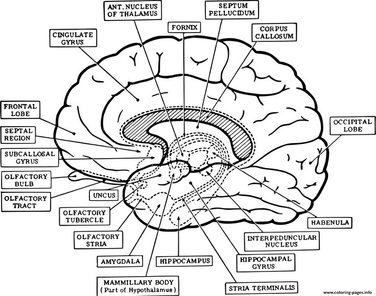 Print brain anatomy neuroanatomy coloring page anatomy coloring book brain anatomy cursive writing worksheets