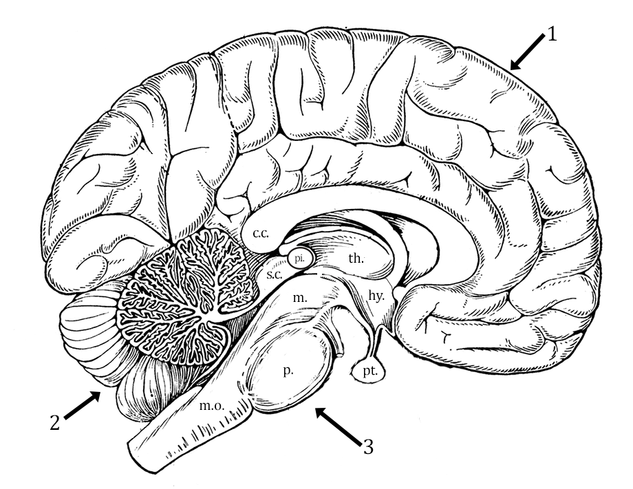 Explore the anatomy of the brain with coloring