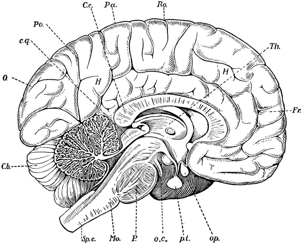 Anatomy coloring pages printable for free download