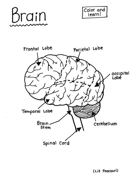 Brain