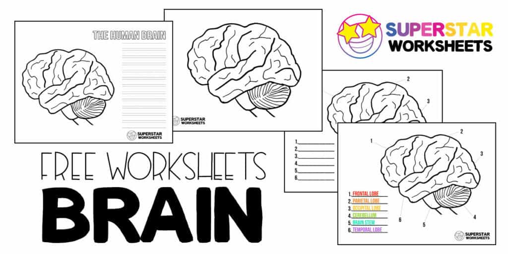 Human brain worksheets